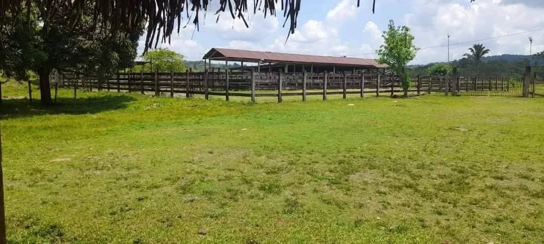 Vendo finca de 15 caballerias a 20 minutos de Río Dulce — Finca en Venta en Río dulce, Izabal — foto 3 de 10