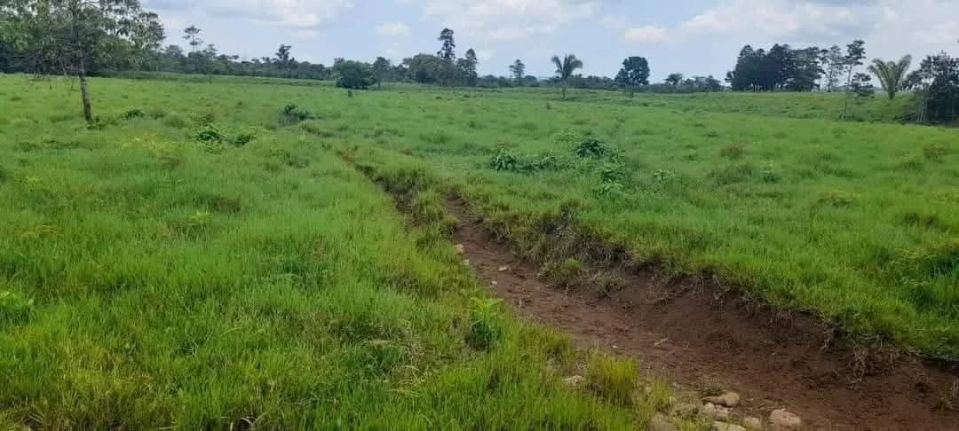 Vendo finca de 15 caballerias a 20 minutos de Río Dulce — Finca en Venta en Río dulce, Izabal — foto 6 de 10