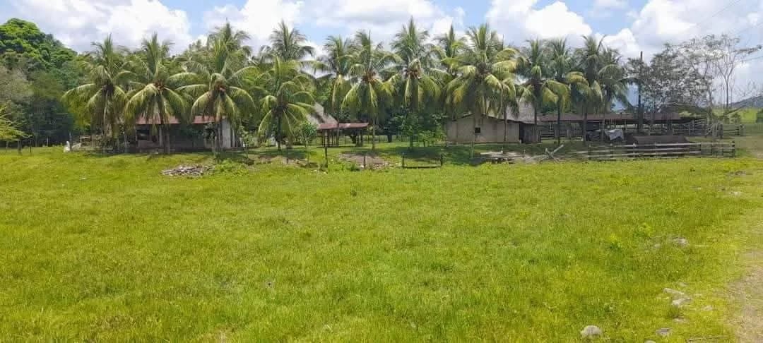 Vendo finca de 15 caballerias a 20 minutos de Río Dulce — Finca en Venta en Río dulce, Izabal — foto 4 de 10