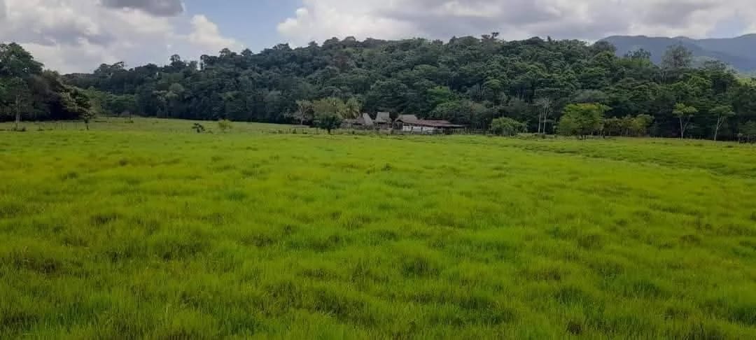 Vendo finca de 15 caballerias a 20 minutos de Río Dulce — Finca en Venta en Río dulce, Izabal — foto 5 de 10