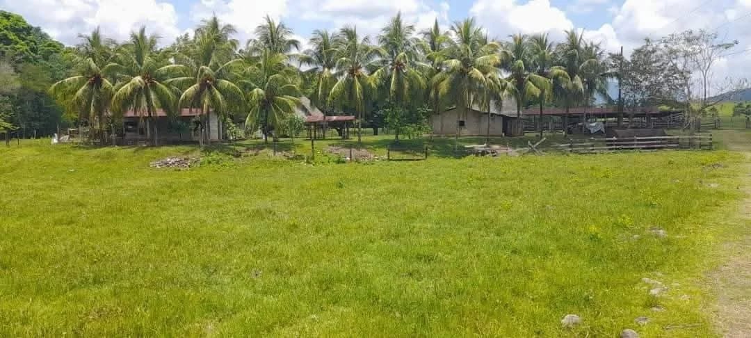Vendo finca de 15 caballerias a 20 minutos de Río Dulce — Finca en Venta en Río dulce, Izabal — foto 8 de 10