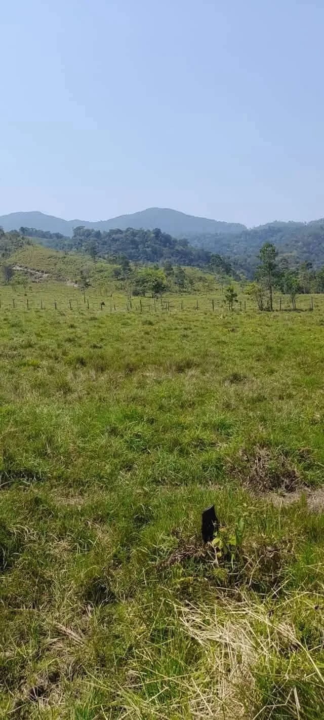 Vendo finca de 15 caballerias a 20 minutos de Río Dulce — Finca en Venta en Río dulce, Izabal — foto 9 de 10