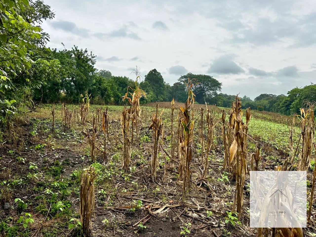 Terreno en Venta en El Jocotillo, Villa Canales. — Terreno en Venta en Villa Canales, Guatemala, Ciudad — foto 11 de 15