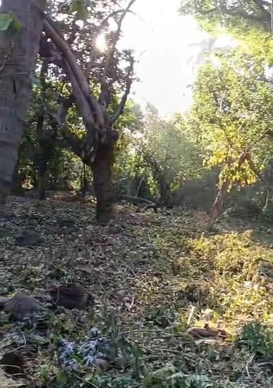 Terreno en Escuintla — Terreno en Alquiler en Escuintla, Escuintla — foto 6 de 7