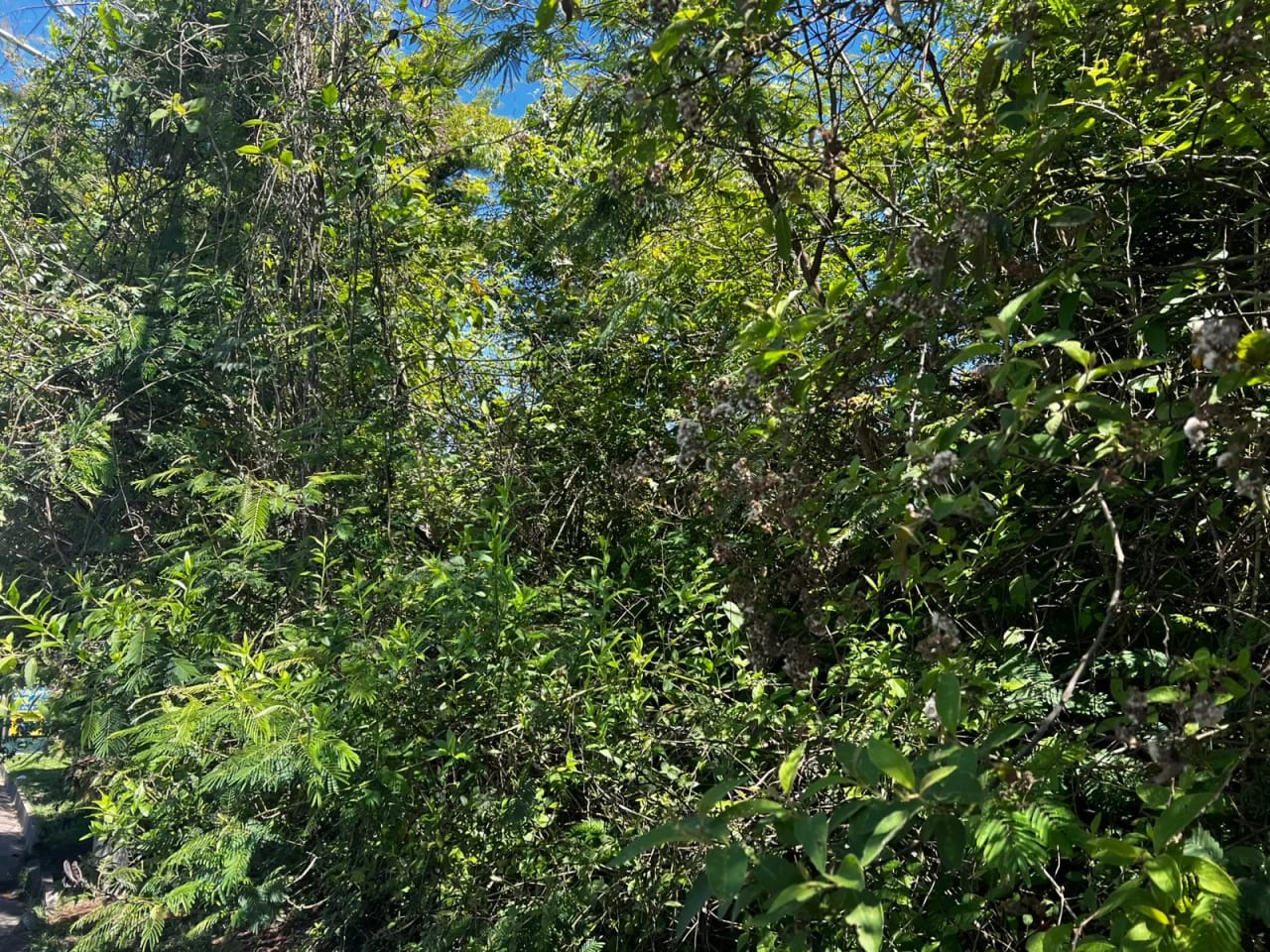 Terreno en Vista Hermosa IV, Zona 16 — Terreno en Alquiler en Zona 16, Guatemala, Ciudad — foto 4 de 7