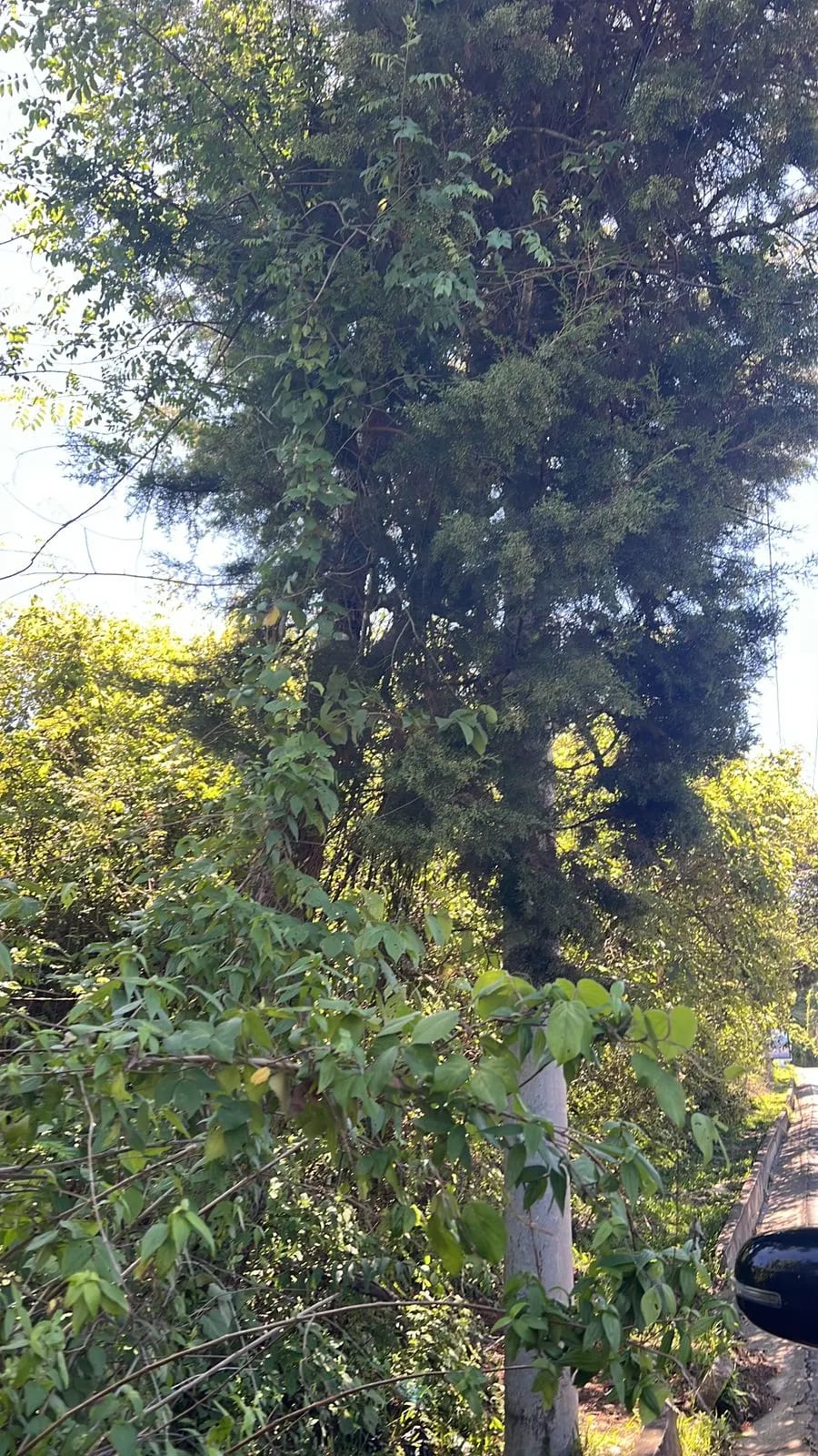 Terreno en Vista Hermosa IV, Zona 16 — Terreno en Alquiler en Zona 16, Guatemala, Ciudad — foto 6 de 7