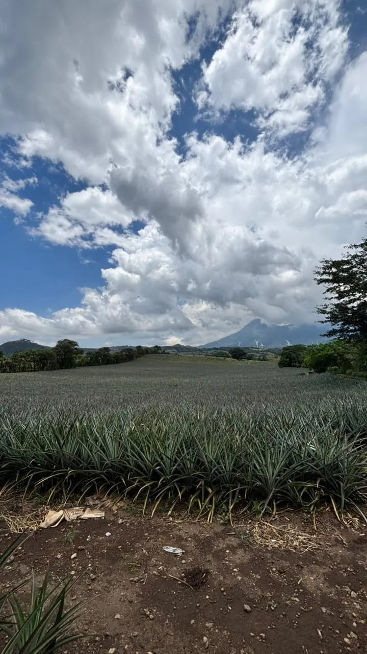 Venta de terreno o finca en Villa Canales El Jocotillo 43 manzanas se — Finca en Venta en Villa Canales, Guatemala, Ciudad — foto 6 de 8