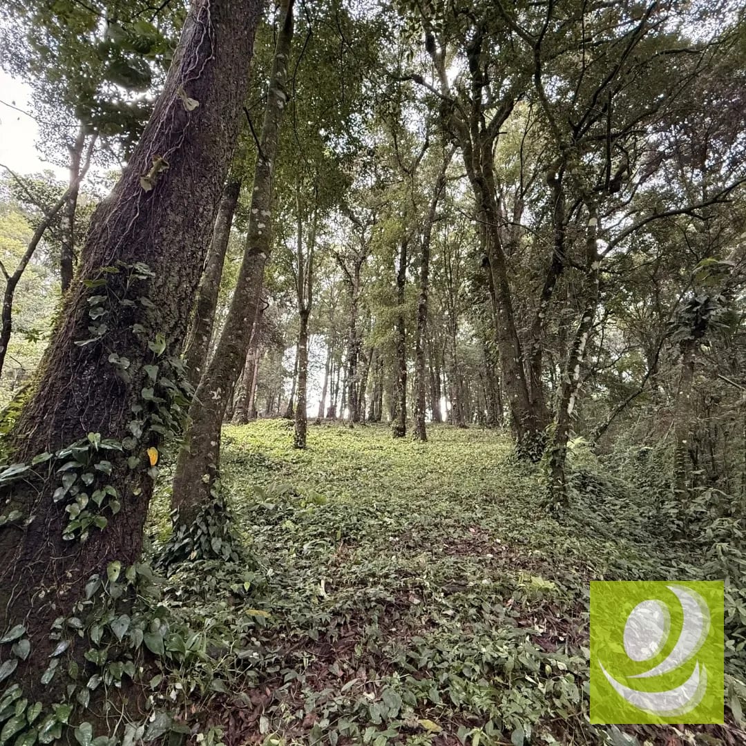 Terreno en Venta en Bosque Vivo km 24.5 carretera Interamericana — Terreno en Venta en San Lucas Sacatepéquez, Sacatepéquez — foto 2 de 4