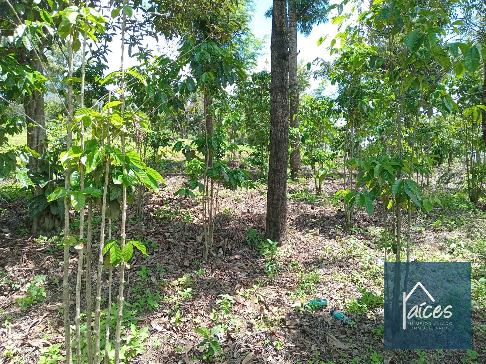 Terreno en venta Ciudad Vieja (*20) - 2