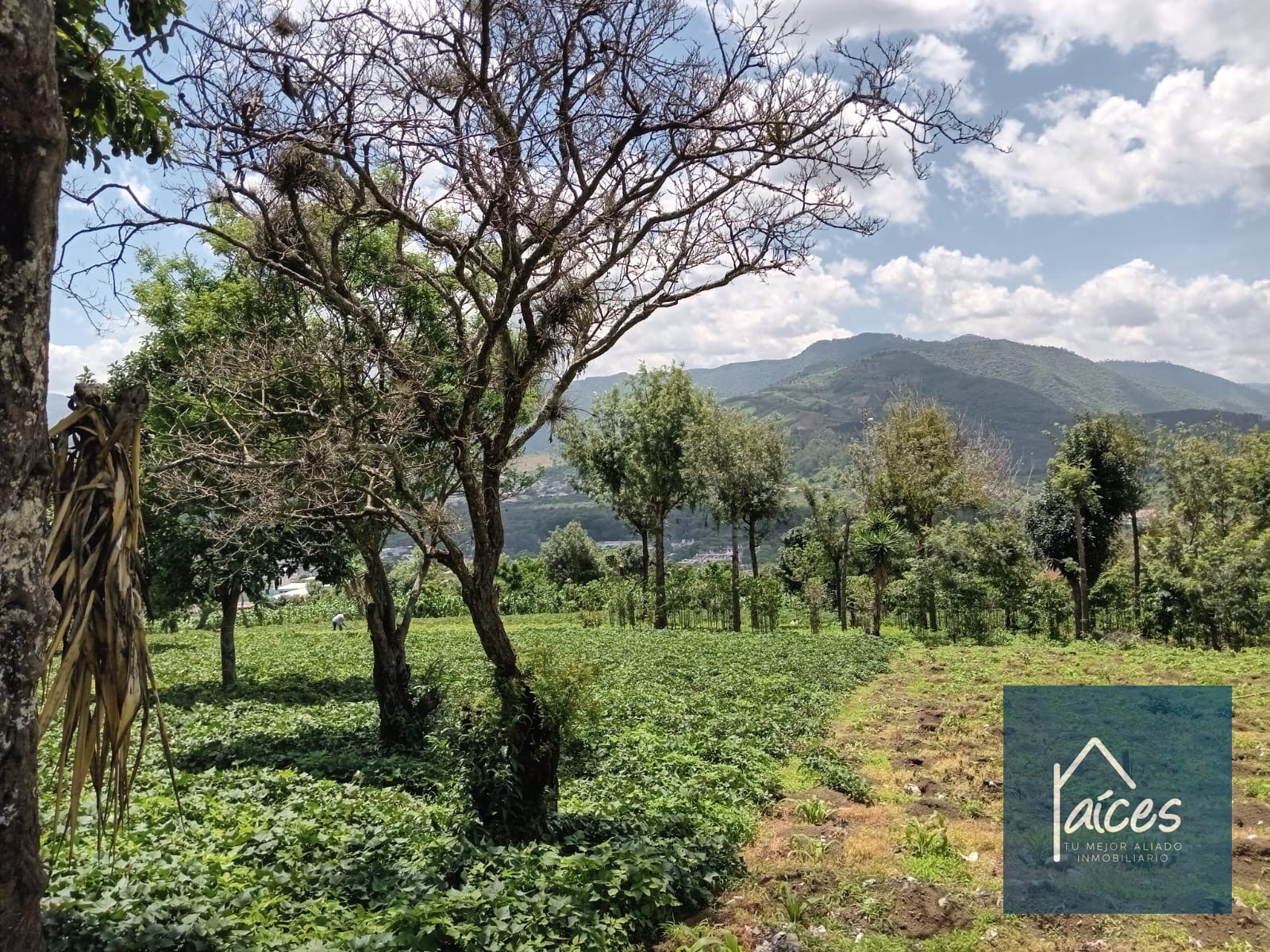 Terreno en venta Ciudad Vieja (*20) - 7