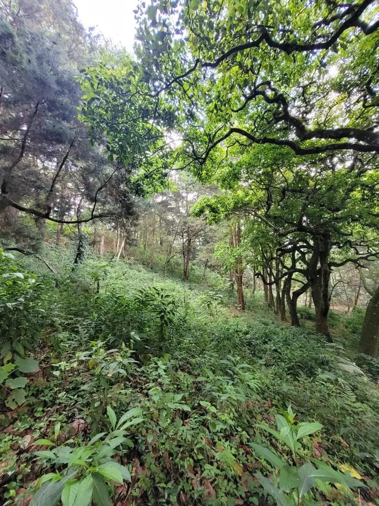 TERRENO EN VENTA, CARRETERA A SAN LUCAS — Terreno en Venta en San Lucas Sacatepéquez, Sacatepéquez — foto 4 de 13