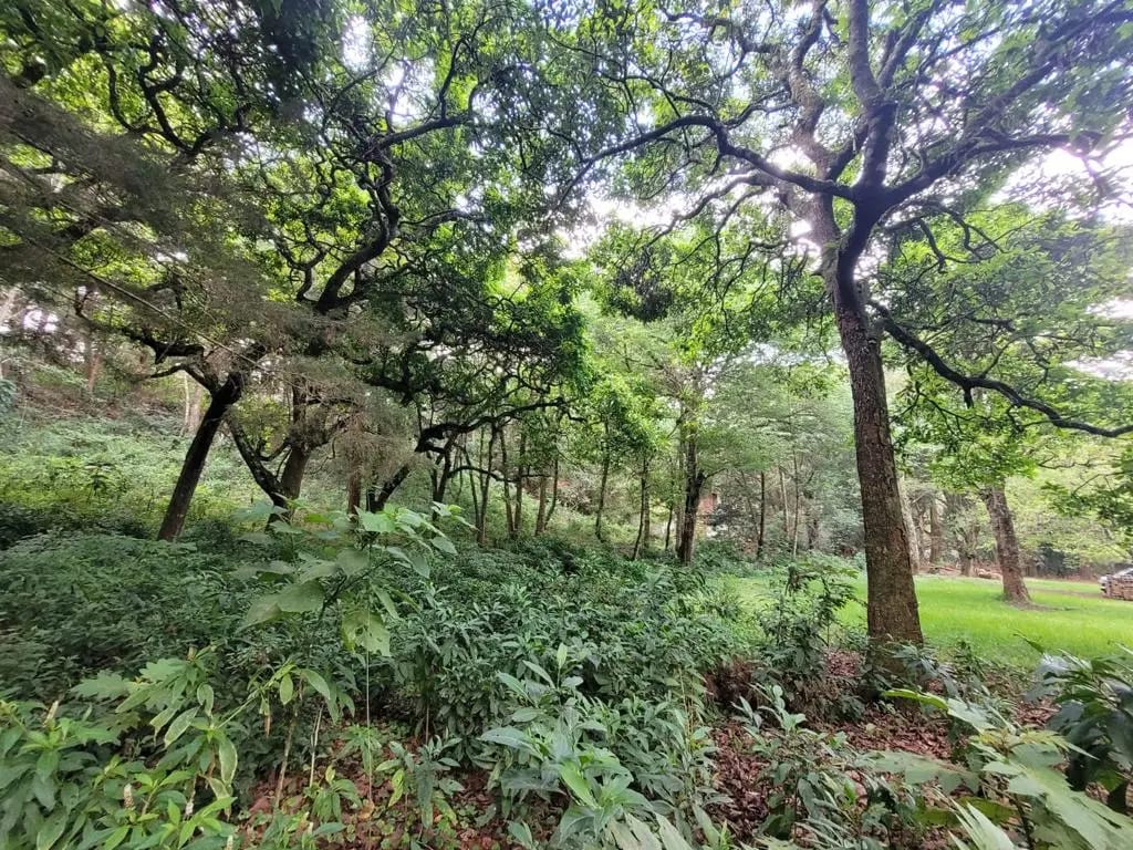 TERRENO EN VENTA, CARRETERA A SAN LUCAS — Terreno en Venta en San Lucas Sacatepéquez, Sacatepéquez — foto 3 de 13