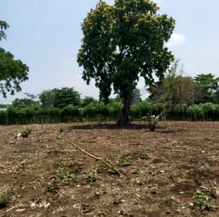 VENDO Terreno en Santo Domingo Suchitepéquez Q180,000 + Impuestos — Terreno en Venta en Mazatenango, Suchitepéquez — miniatura 2 de 4