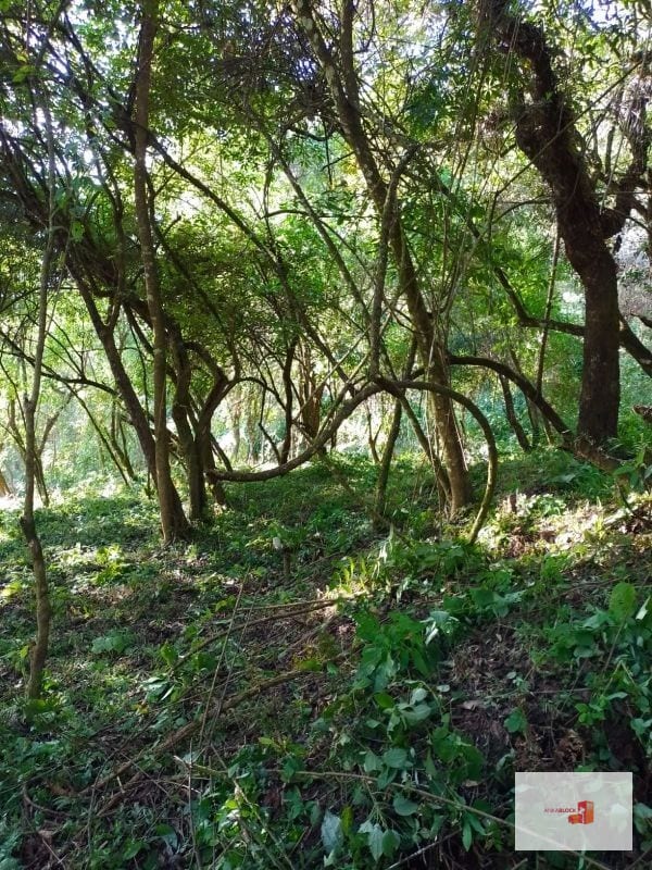 Venta de Terreno en El Encinal Tronco 8 - Mixco Guate — Terreno en Venta en Zona 7 Mixco, Guatemala, Ciudad — foto 1 de 11
