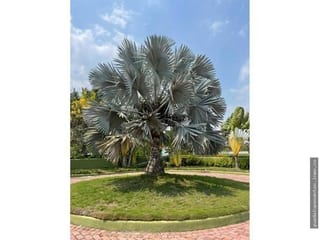 Terreno en condominio Monterrico US$120,000 — Terreno en Venta en Taxisco, Santa Rosa — miniatura 9 de 17