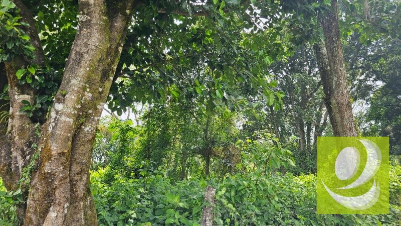 TERRENO EN VENTA CERCA DE LA RESERVA CARRETERA A SANTA ELENA BARILLAS - 4