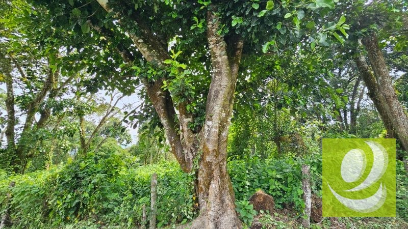 TERRENO EN VENTA CERCA DE LA RESERVA CARRETERA A SANTA ELENA BARILLAS - 7