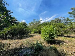 VENDO TERRENO CON PRODUCCION DE BAMBÚ EN PUERTO SAN JOSE — Terreno en Venta en Puerto San José, Escuintla — miniatura 4 de 13