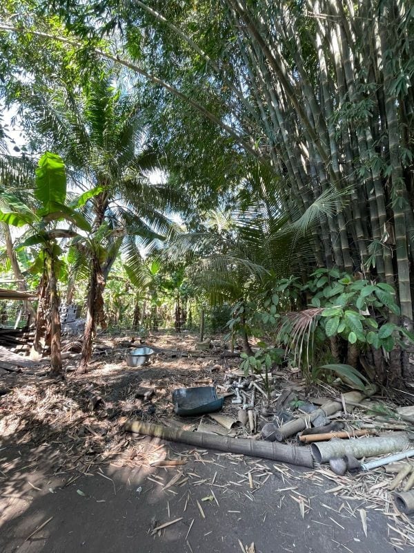 VENDO TERRENO CON PRODUCCION DE BAMBÚ EN PUERTO SAN JOSE — Terreno en Venta en Puerto San José, Escuintla — foto 8 de 13