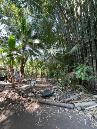 VENDO TERRENO CON PRODUCCION DE BAMBÚ EN PUERTO SAN JOSE — Terreno en Venta en Puerto San José, Escuintla — miniatura 8 de 13