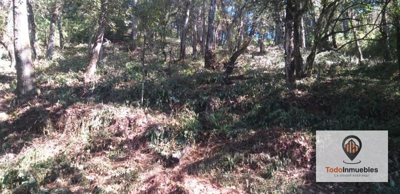 Terreno en Venta en El Encinal Tronco 10 - 4
