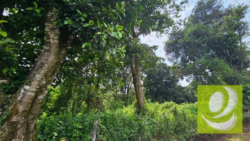 TERRENO DE 2 MANZANAS EN VENTA SANTA ELENA BARILLAS - 4