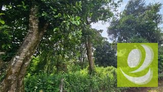 TERRENO DE 2 MANZANAS EN VENTA SANTA ELENA BARILLAS — Terreno en Venta en Santa Elena Barillas, Guatemala, Ciudad — miniatura 4 de 5