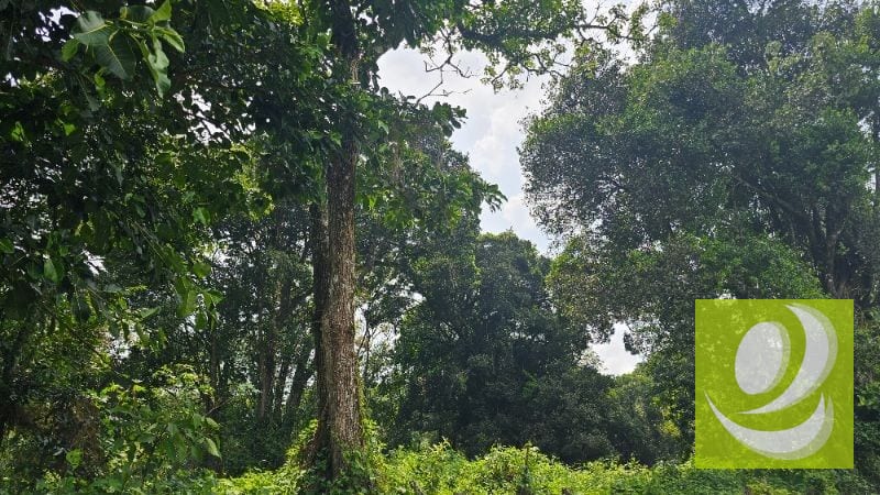 TERRENO DE 2 MANZANAS EN VENTA SANTA ELENA BARILLAS — Terreno en Venta en Santa Elena Barillas, Guatemala, Ciudad — foto 5 de 5