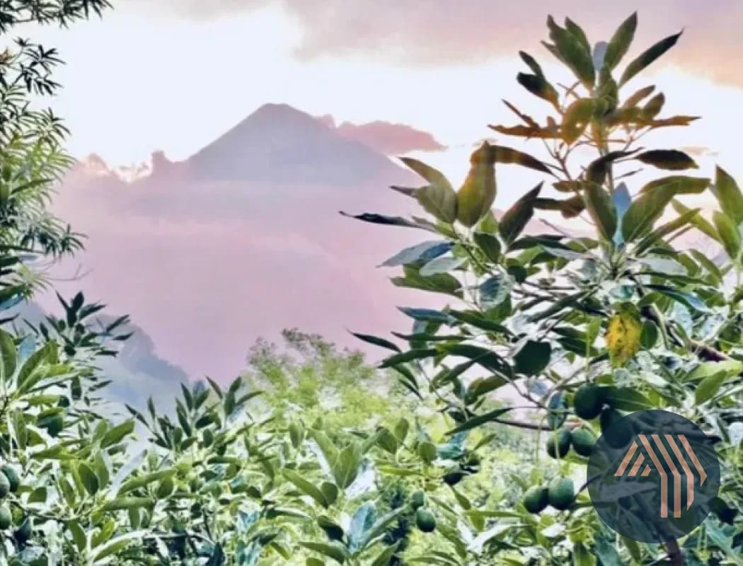 VENTA DE ESPECTACULAR FINCA EN PRODUCCIÓN - SAN VICENTE PACAYA — Finca en Venta en San Vicente Pacaya, Escuintla — foto 1 de 10