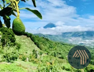 VENTA DE ESPECTACULAR FINCA EN PRODUCCIÓN - SAN VICENTE PACAYA — Finca en Venta en San Vicente Pacaya, Escuintla — miniatura 3 de 10