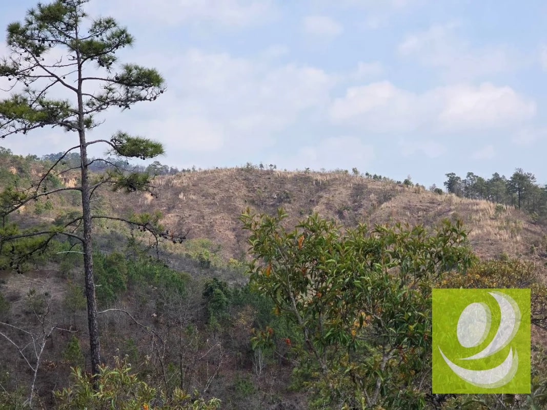 FINCA EN VENTA EN SAN RAYMUNDO - 4