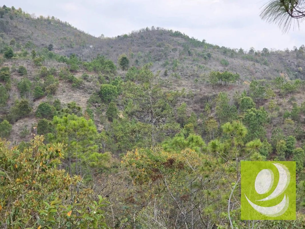 FINCA EN VENTA EN SAN RAYMUNDO - 5
