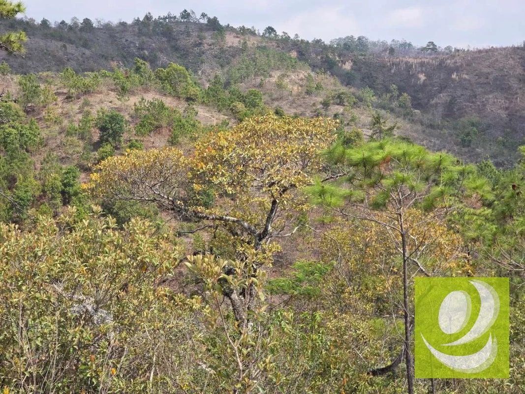 FINCA EN VENTA EN SAN RAYMUNDO - 6