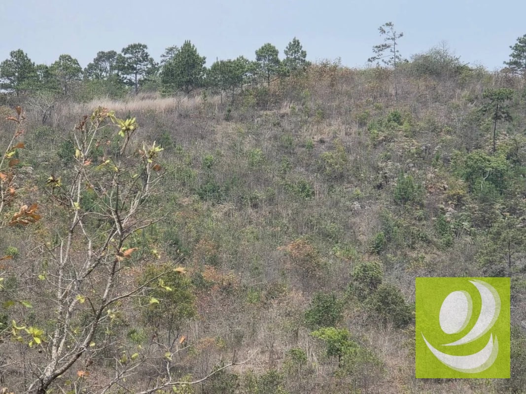 FINCA DE 300 MANZANAS EN VENTA EN SAN RAYMUNDO - 5