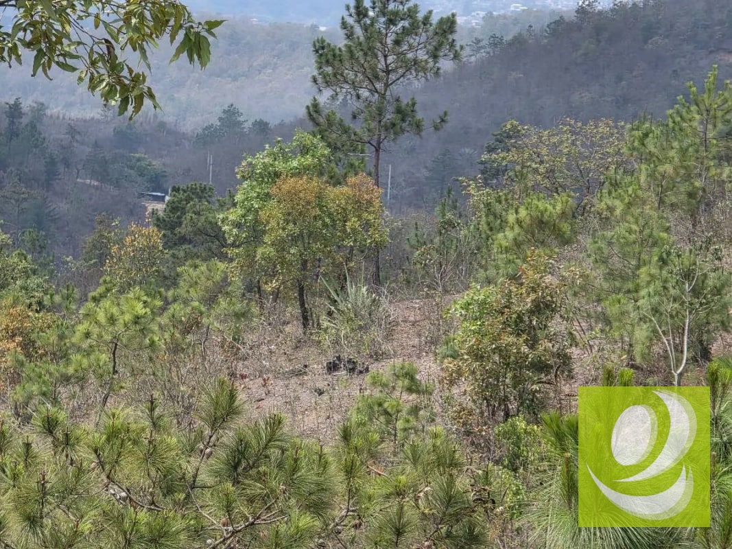 FINCA DE 300 MANZANAS EN VENTA EN SAN RAYMUNDO - 4