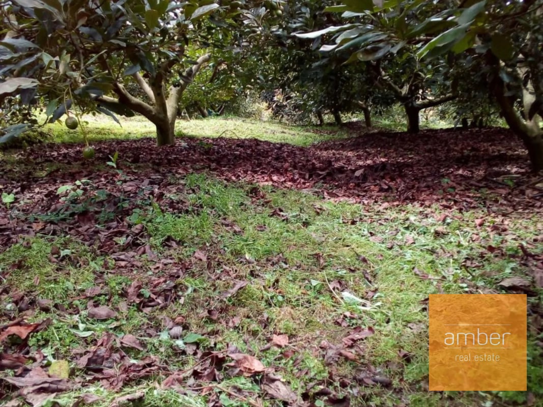 Granja de aguacate, en Chimaltenango - 5