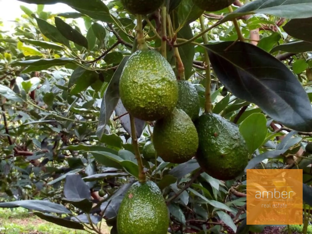 Granja de aguacate, en Chimaltenango - 3