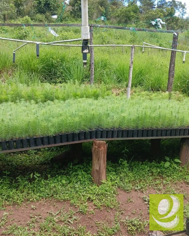 Finca en Venta de 300 Manzanas en San Raymundo - 7