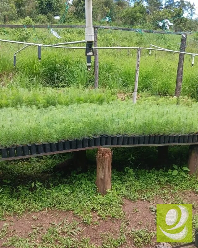Finca en Venta de 300 Manzanas en San Raymundo — Finca en Venta en San Raimundo, Guatemala, Ciudad — foto 7 de 10