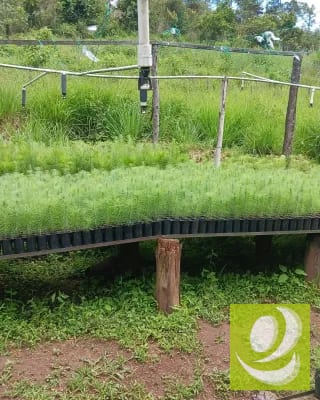 Finca en Venta de 300 Manzanas en San Raymundo — Finca en Venta en San Raimundo, Guatemala, Ciudad — miniatura 7 de 10