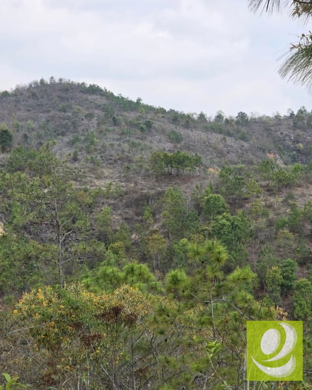 Finca en Venta de 300 Manzanas en San Raymundo - 3