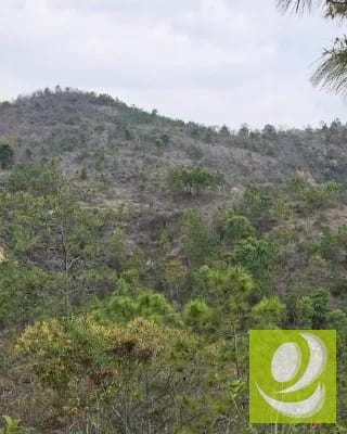 Finca en Venta de 300 Manzanas en San Raymundo — Finca en Venta en San Raimundo, Guatemala, Ciudad — miniatura 3 de 10