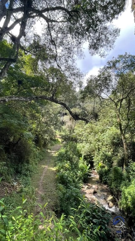 11 manzanas de terreno en venta entre El Encinal y San Pedro Sacatepéquez, - 7