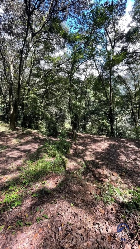 11 manzanas de terreno en venta entre El Encinal y San Pedro Sacatepéquez, - 4