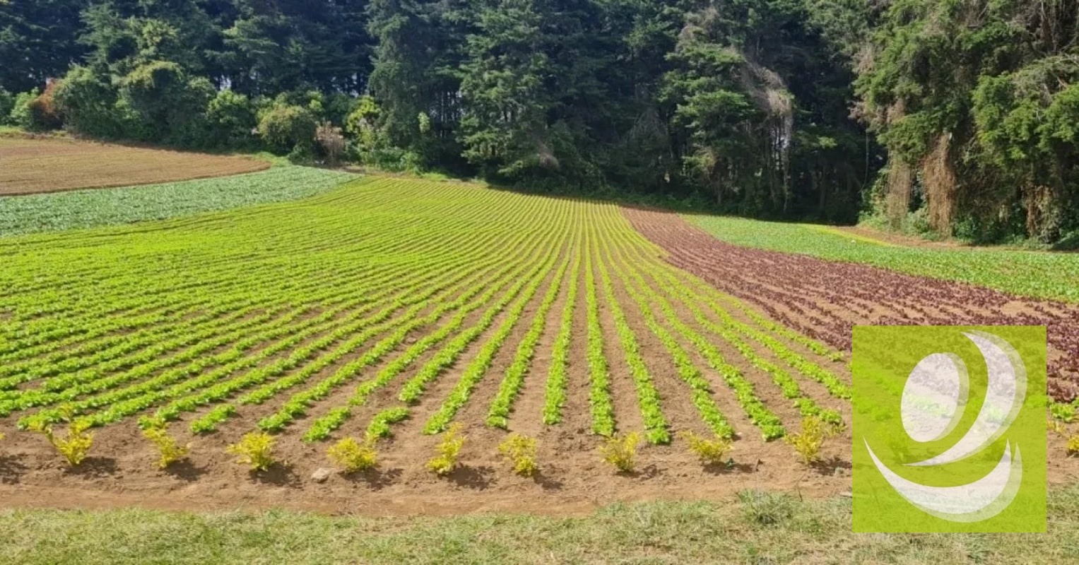 Terreno en Venta en Santo Tomas Milpas Altas, Sacatepéquez - 8