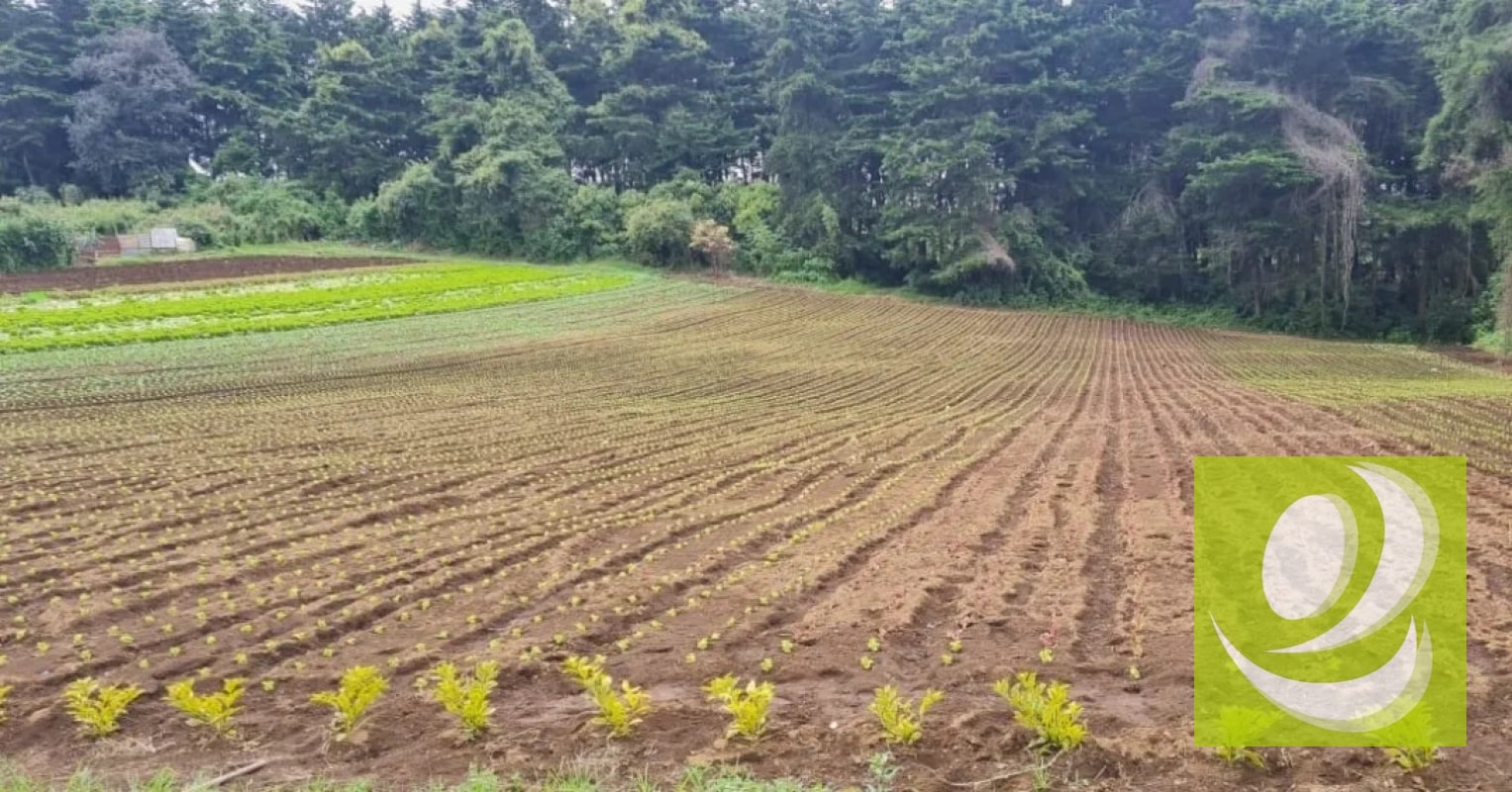 Terreno en Venta en Santo Tomas Milpas Altas, Sacatepéquez - 4