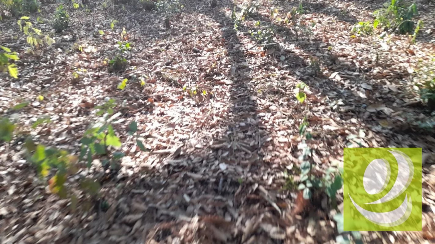 Terreno de Esquina en Venta en El Encinal Zona 7 Mixco - 6