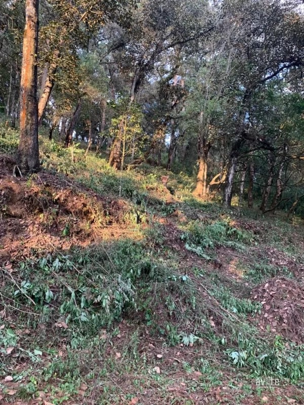 El Encinal, tronco 10. Terreno de 4,460 varas en venta Q900,000 más impuestos, negociable - 3
