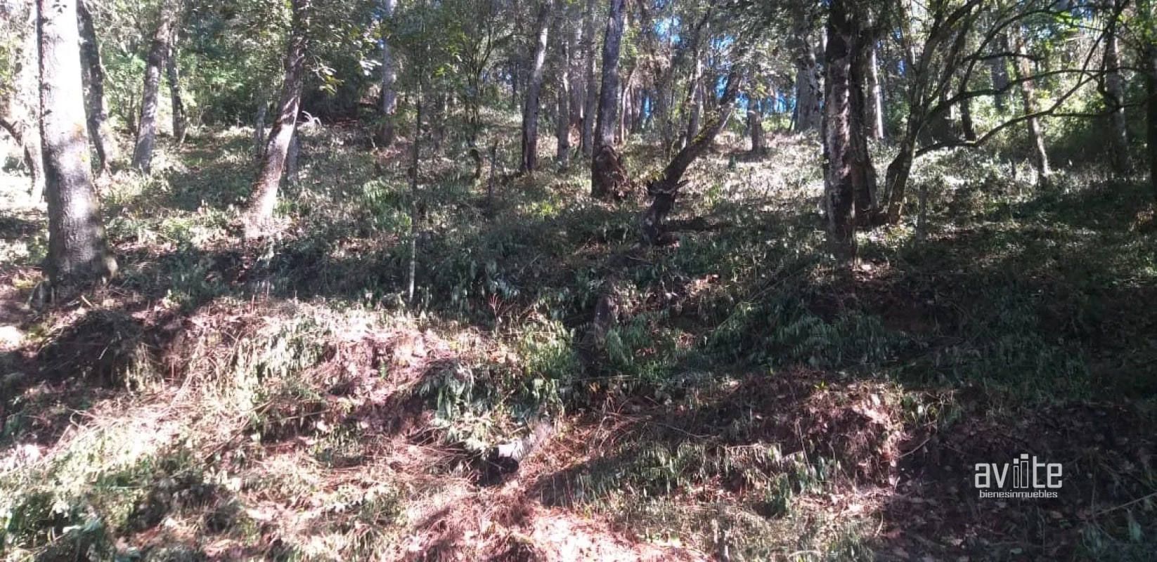 El Encinal, tronco 10. Terreno de 4,460 varas en venta Q900,000 más impuestos, negociable - 5