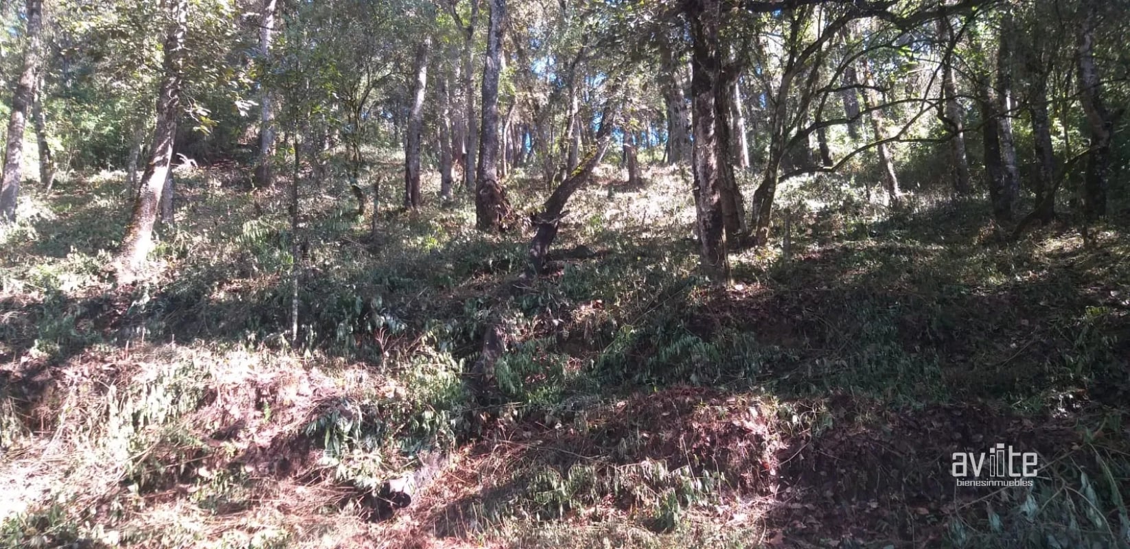 El Encinal, tronco 10.   Terreno de 4,460 varas en venta Q900,000 más impuestos, negociable - 6